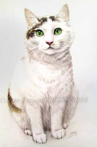 Waldo portrait de chat blanc 20 x 30 cm ralis aux crayons